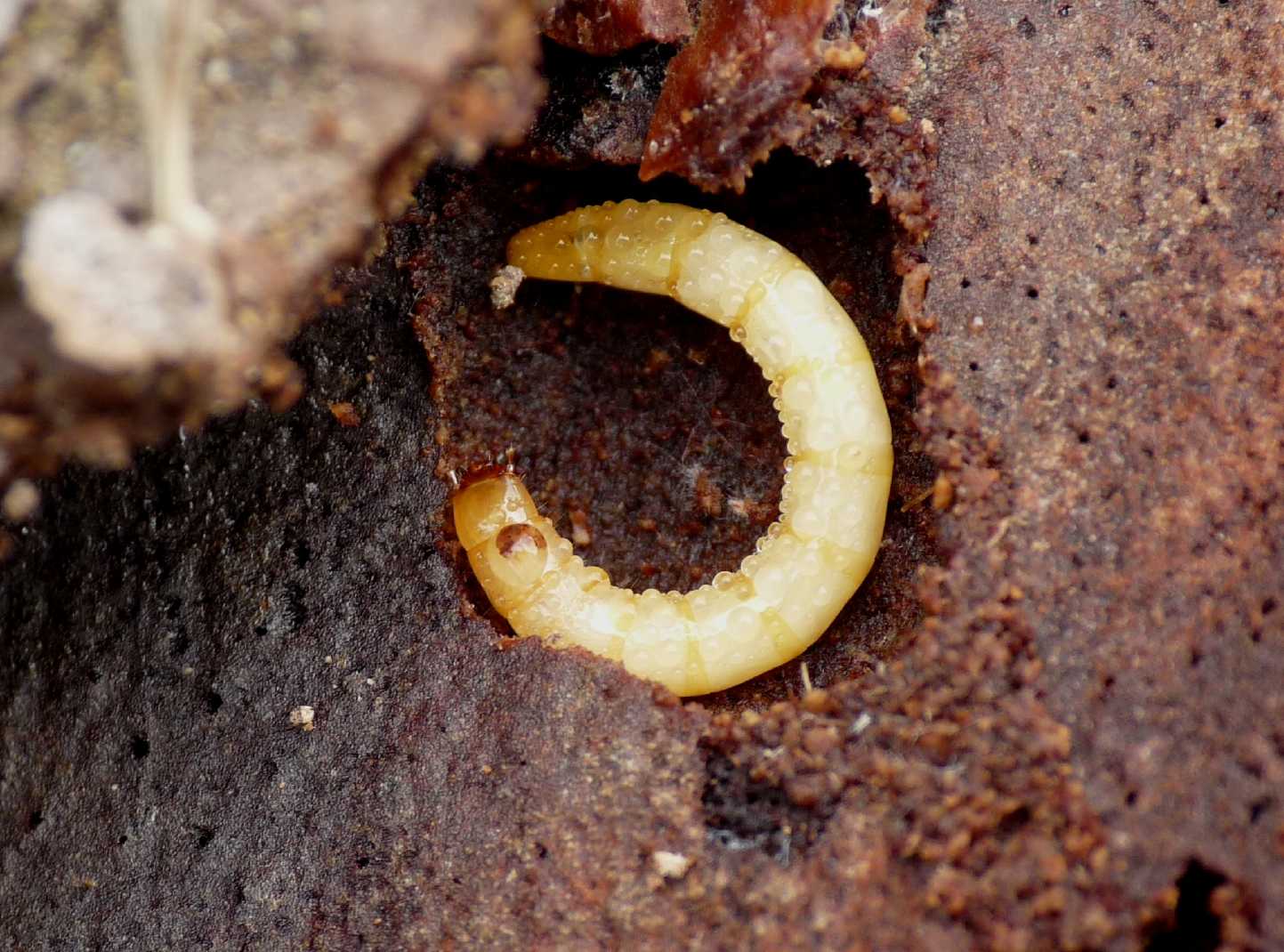 Larva di Tenebrionidae?